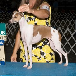 Gina - Italian Greyhound