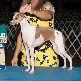 Gina - Italian Greyhound
