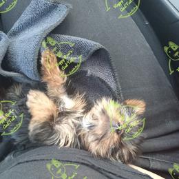 Bulldog and Yorkshire Terrier Puppies from Happy Paw's And Tail's