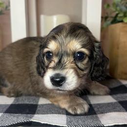 Red collar male - Cream male Dachshund puppy in Wylie, Texas from Karas Royal Dachshunds