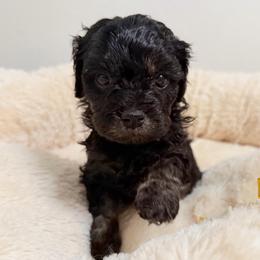 Clove - Black female Cavapoo puppy in Spokane, Washington from PJE Cavs and Poos