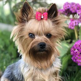 Gypsy  - Yorkshire Terrier