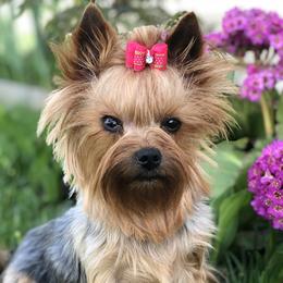 Gypsy  - Yorkshire Terrier