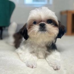 Girl 1 - Sable and white female Shih Tzu puppy in Tenino, Washington from Fantasy Realm Shih Tzus