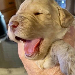 Australian Labradoodle Puppies from Tiny Treasures Australian Labradoodles