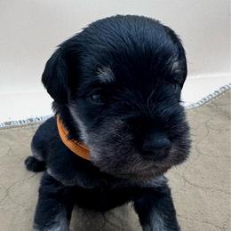 Orange - Black and silver male Miniature Schnauzer puppy in Arlington, Texas from Blissful Standards