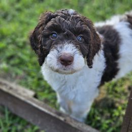Purple- girl - Parti Goldendoodle puppy in Port Saint Lucie, Florida from Lucie Doodles FL