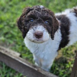 Purple- girl - Parti Goldendoodle puppy in Port Saint Lucie, Florida from Lucie Doodles FL