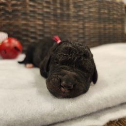 Hot Pink collar - Phantom female Bernedoodle puppy in Shelby, North Carolina from Forever Grateful Doodles