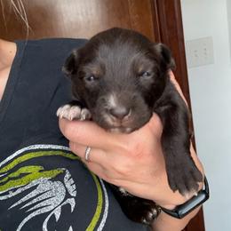 Magnolia - Red & white female Australian Shepherd puppy in Wellington, Missouri from CV Aussies