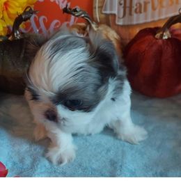 Shih Tzu Puppies from N.F.S.T Imperial ShihTzu Puppies.