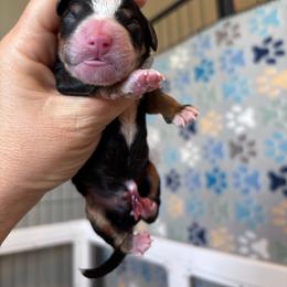 Male 5 - Tri-color male Bernedoodle puppy in Rising Sun, Indiana from Ruby Lane Doodles