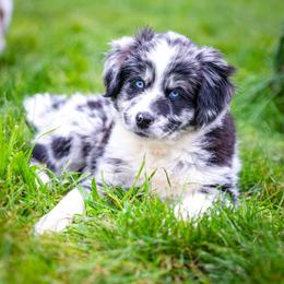 Australian Shepherd and Miniature Australian Shepherd Puppies from Black Hills Aussies