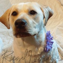 Labrador Retrievers from Riegel Labradors