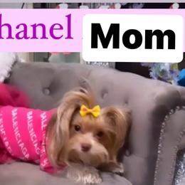 Chanel - Yorkshire Terrier