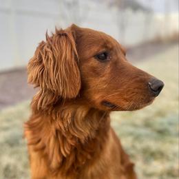 Katelynne - Golden Retriever