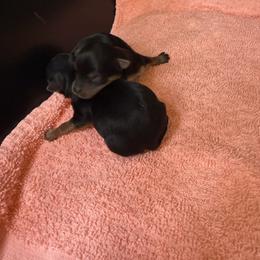 Boy 1 - Black and tan male Yorkshire Terrier puppy in Grove Hill, Alabama from Huntington Yorkies