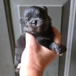 Black n tan pup 6 - Black and tan female Pomeranian puppy in Carrollton, Georgia from B AND R'S POMERANIAN'S