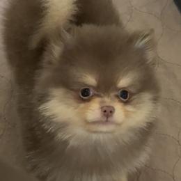 Pomeranian puppies from Peapod Pomeranians