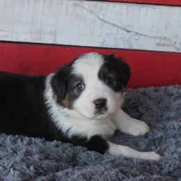 Australian Shepherd Puppies from Pole Canyon Australian Shepherds