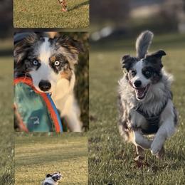 Australian Shepherd All Grown Up from Eileensaussies