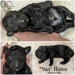 Poodle Puppies from Kvali Standard Poodles