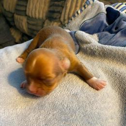 Wyatt - Chocolate male Chihuahua puppy in Red Bluff, California from Aye Chihuahua