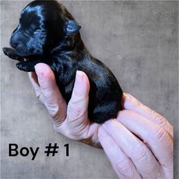 Ralph - Black male Scottish Terrier puppy in Asheboro, North Carolina from Gail's Scottish Terriers