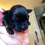 Lowchen Puppies from Guylyne