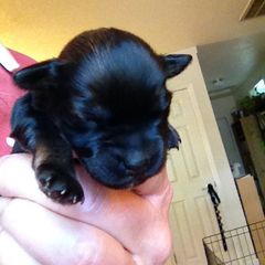 Lowchen Puppies from Guylyne