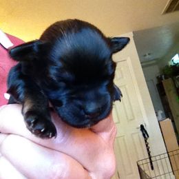 Lowchen Puppies from Guylyne