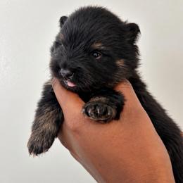 Jack - Black male Pomeranian puppy in Hampton, Virginia from Hearts Of Love