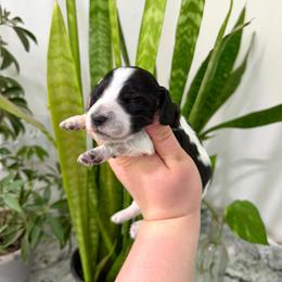 AKC Black Piebald - Piebald female Dachshund puppy in Colville, Washington from G&B Iron Mountain Dachshunds