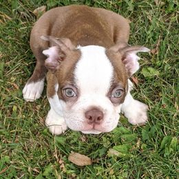 Boston Terriers and Boxers from Boxer and Boston Fanatic
