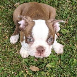 Boston Terriers and Boxers from Boxer and Boston Fanatic