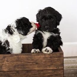 Portuguese Water Dog Puppies from Meridian PWDs