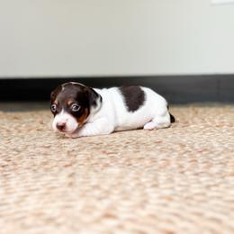 Lilo - Chocolate and tan female Dachshund puppy in Salters, South Carolina from Long-Pine Dachshund