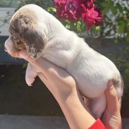 Puppy 6 - Chocolate and tan male Dachshund puppy in Riverside, California from Saddle Up Dachshunds
