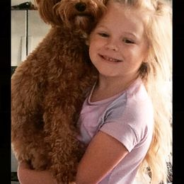 Goldendoodle All Grown Up from Scherrer Sweet Goldendoodles