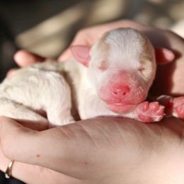 Rosalie - female Australian Mountain Doodle puppy in Redding, California from Farmstead Doodles