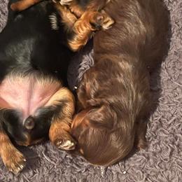Yorkshire Terrier Puppies from Wagsly Yorkie Puppies
