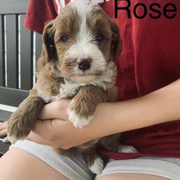 Goldendoodle Puppies from Martin’s Doodles