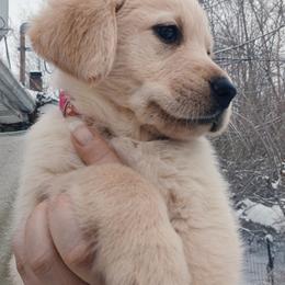 Golden Retriever and Labrador Retriever Puppies from Harvest Moon Farms