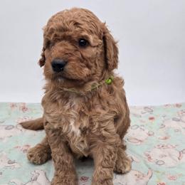 Mike Wazowski - Red  male Goldendoodle puppy in Neillsville, Wisconsin from Granton Creek