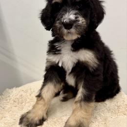 Milk - Phantom female Bernedoodle puppy in Hegins, Pennsylvania from Bubbling Springs Doodles, LLC