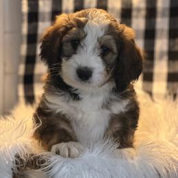 Paige - Tri-color female Bernedoodle puppy in Phelan, California from PuppyPaws4U