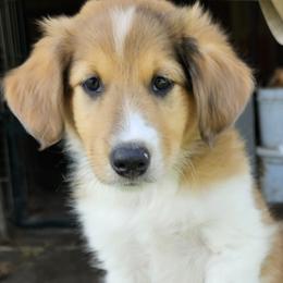 Old Time Scotch Collie Puppies from Ashgrove Farm