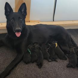 Girl 1 - Bi-color female German Shepherd puppy in Genoa, Illinois from vom ehrenSchutz German Shepherds