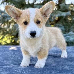 Girl 3 - female Pembroke Welsh Corgi puppy in Saint Ignatius, Montana from Rustic Barn Kennels
