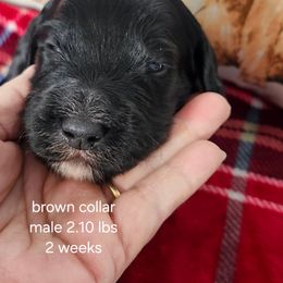 Brown collar Levi - Black male Bernedoodle puppy in Fairmount, Indiana from Capens' Doodles,Poodles and Poo's